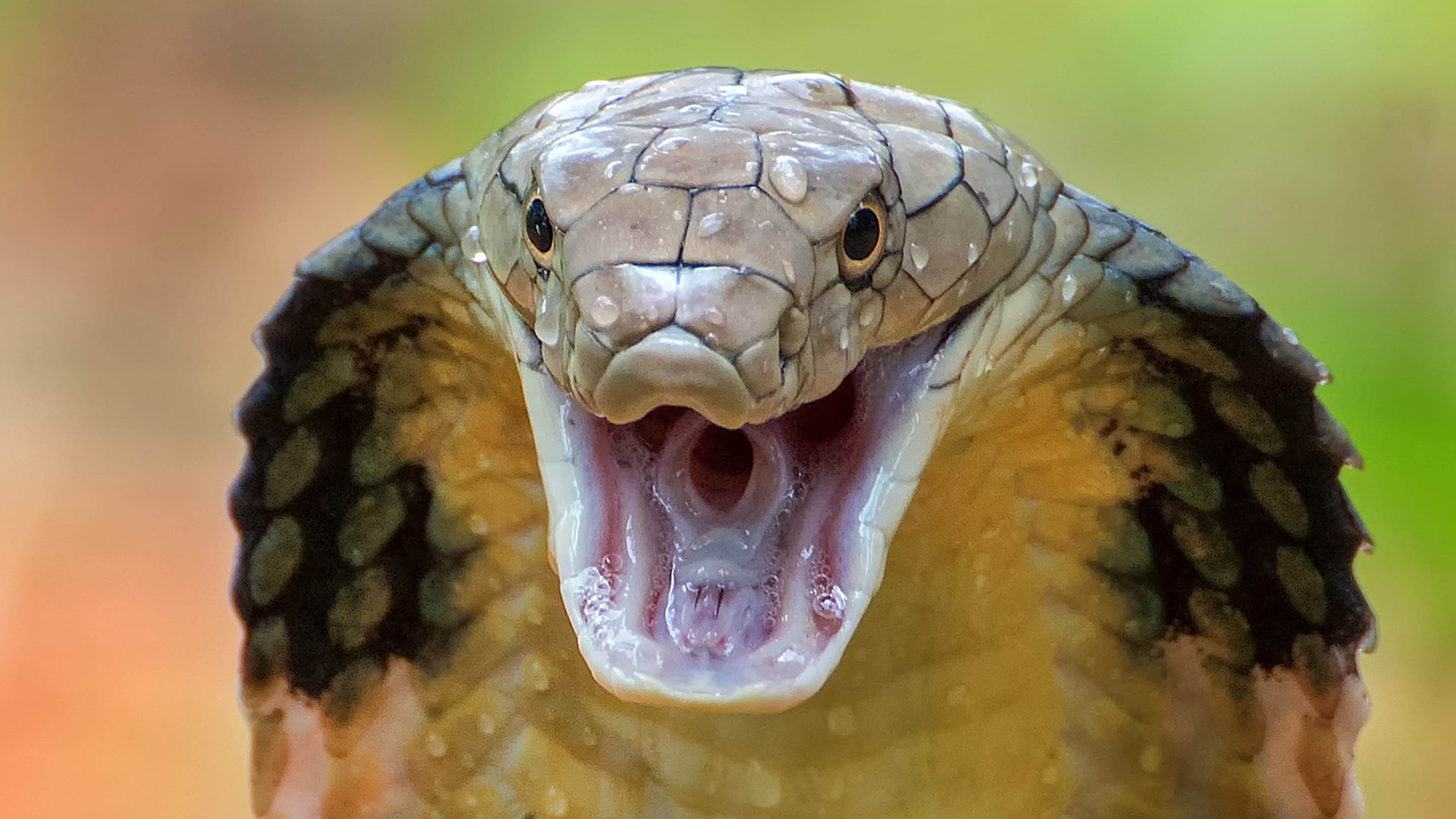 snake